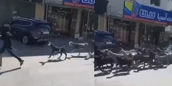 Batı Şeria'da skandal: Filistin köylerinden 200 keçi çalındı