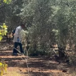 Antalya'da şüpheli ölüm: Zeytinlikte elleri bağlı bulundu!