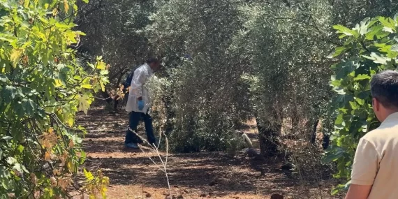 Antalya'da şüpheli ölüm: Zeytinlikte elleri bağlı bulundu!