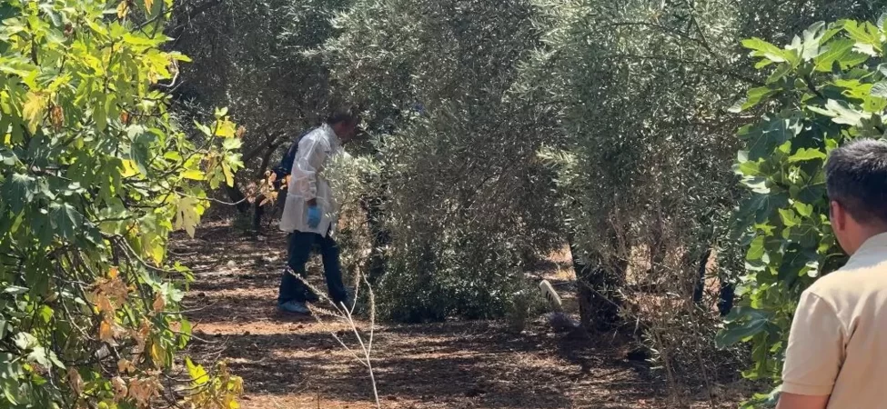 Antalya'da şüpheli ölüm: Zeytinlikte elleri bağlı bulundu!