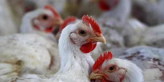 100 yüzü unutmayan tavukların şaşırtıcı zekası kanıtlandı