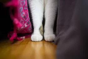 Küçük patilerde 28 parmak: Amerikalı kedi Toby rekor kırdı