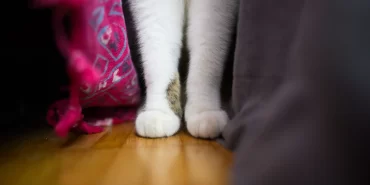 Küçük patilerde 28 parmak: Amerikalı kedi Toby rekor kırdı