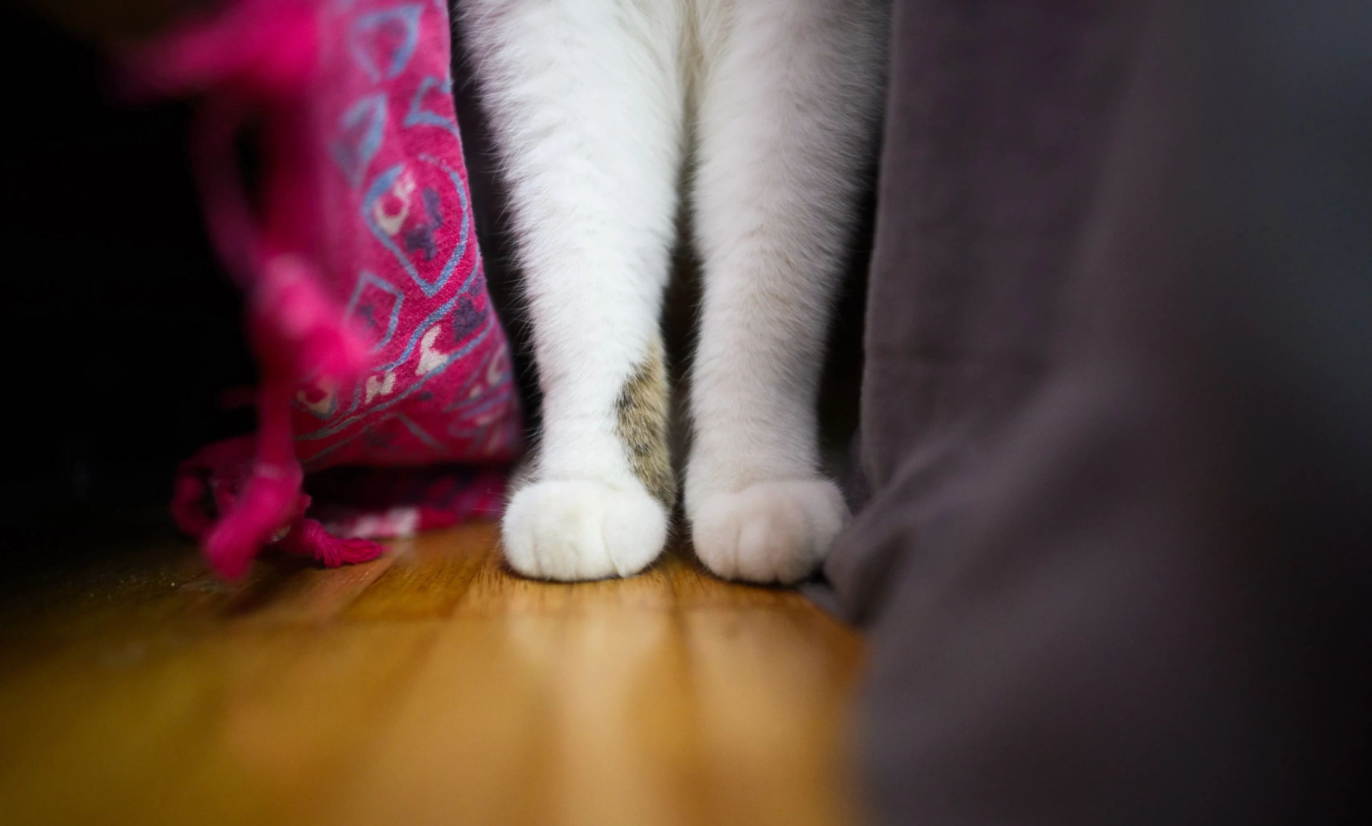 Küçük patilerde 28 parmak: Amerikalı kedi Toby rekor kırdı
