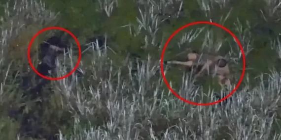 Timsah dolu bataklığa iki çocukla kaçtı: Drone kamerası kurtardı!