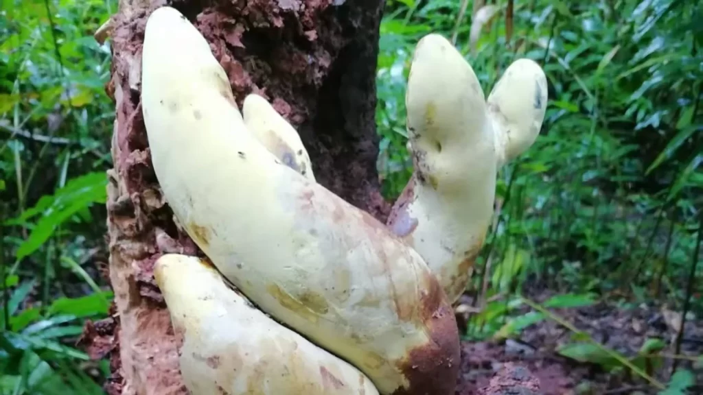 Çin'de dev mantar bulundu: Dinozorların yok oluşuyla bağı ne?