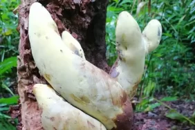 Çin'de dev mantar bulundu: Dinozorların yok oluşuyla bağı ne?