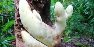 Çin'de dev mantar bulundu: Dinozorların yok oluşuyla bağı ne?
