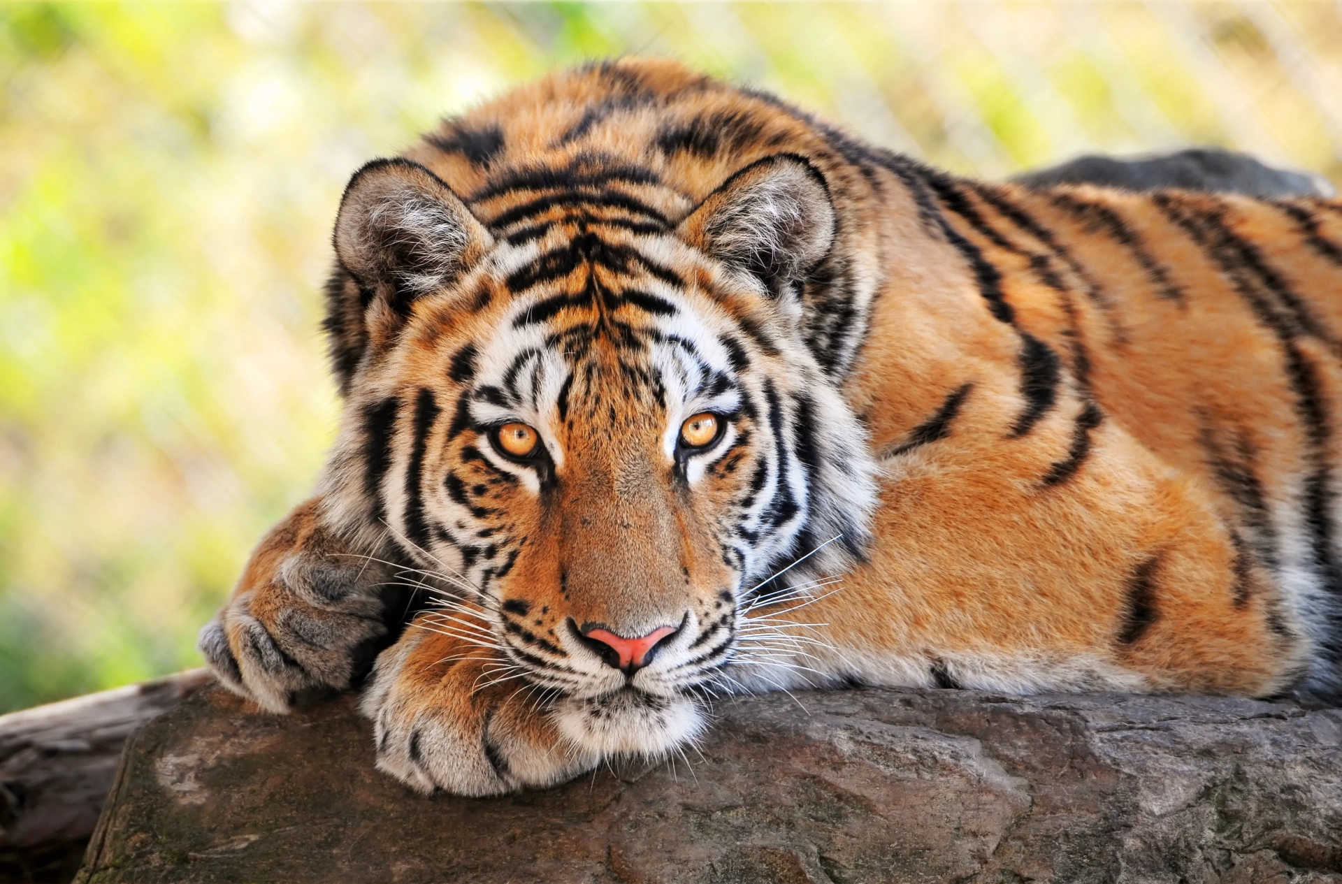 İngiltere'de kaplan dehşeti: Kafese atlayan genç can verdi