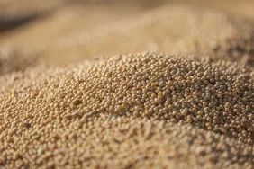 Küresel soya fasulyesi ticaretinde rekor beklentisi: Türkiye ve Mısır ilk 10'da