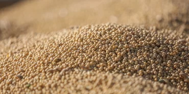 Küresel soya fasulyesi ticaretinde rekor beklentisi: Türkiye ve Mısır ilk 10'da