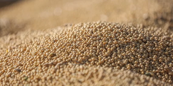 Küresel soya fasulyesi ticaretinde rekor beklentisi: Türkiye ve Mısır ilk 10'da