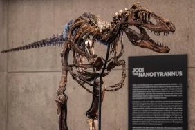 New York'ta rekor müzayede: Dinozor iskeleti servete satıldı