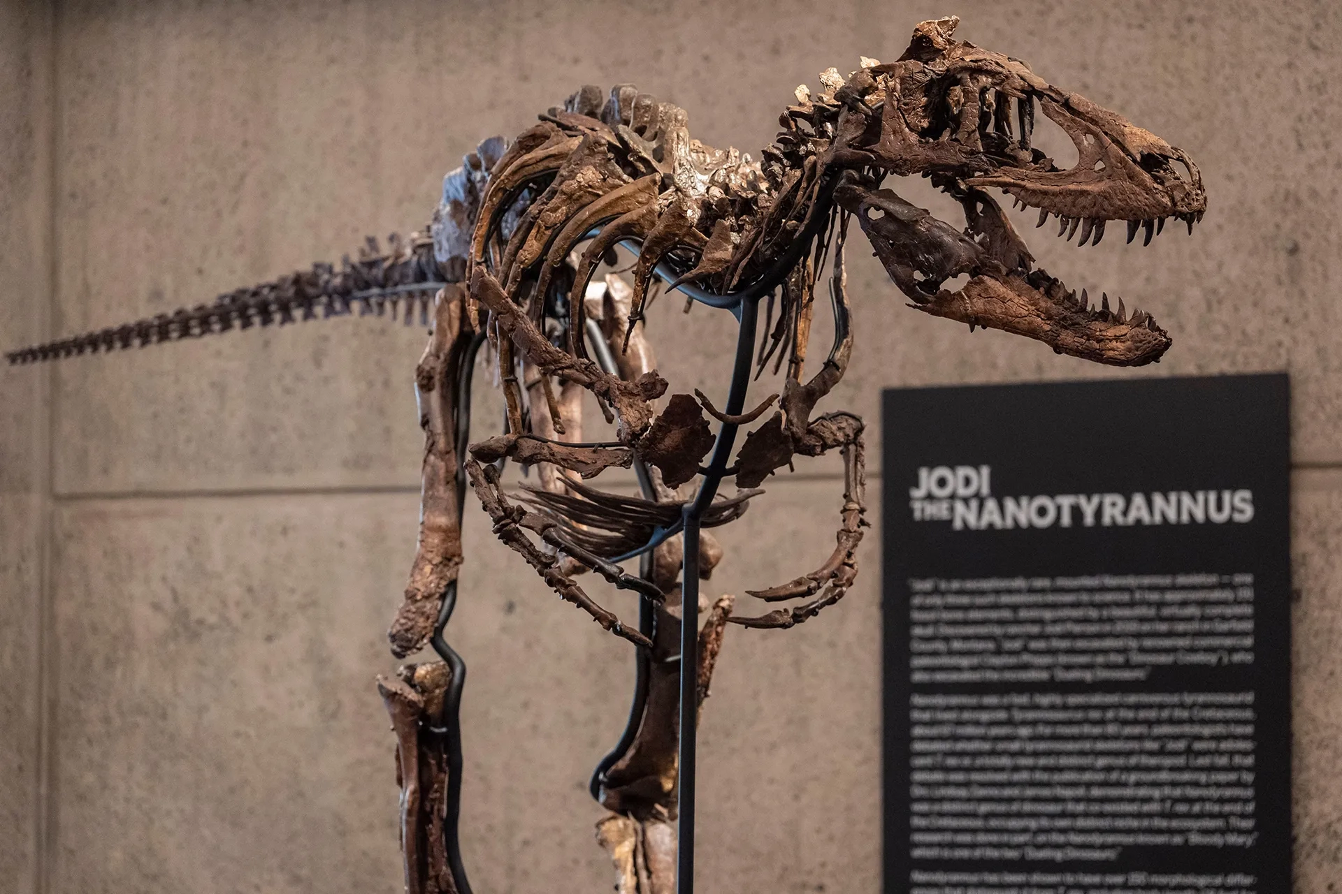 New York'ta rekor müzayede: Dinozor iskeleti servete satıldı