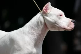 Real Madridli yıldıza şok dava: Köpekleri dehşet saçtı