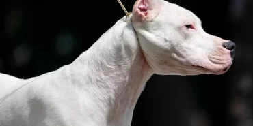 Real Madridli yıldıza şok dava: Köpekleri dehşet saçtı
